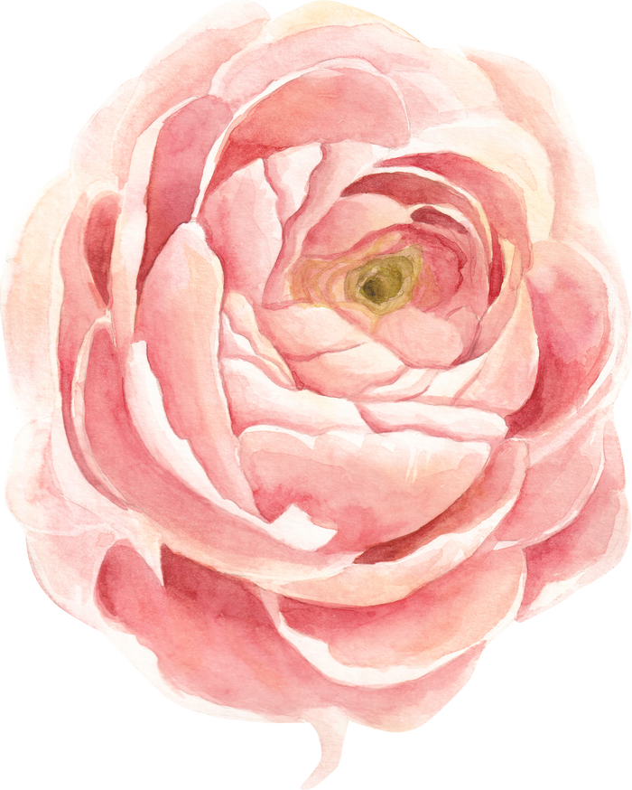 Flower Ranunculus Watercolor Clipart