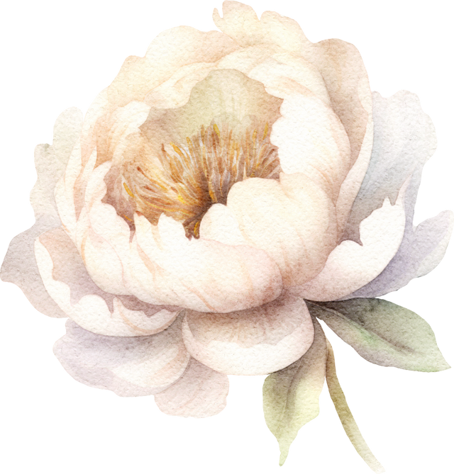 Watercolour White Peony Flower